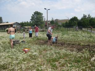 Bürgergarten_Die ersten Beete entstehen