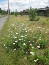 Parkwiese, Blick nach Norden
