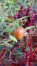 Toralf Zinner, Tomate